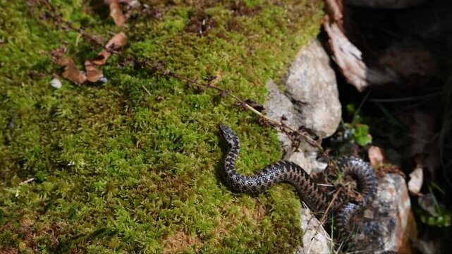 Filmmaterial einer Kreuzotter Schlange auf Boden im Gras mit Laub und Bl&auml;tter im Wald bei Sonnenschein im Sommer, Deutschland