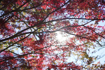 家族で楽しむ秋の思い出：紅葉の公園でのひととき
