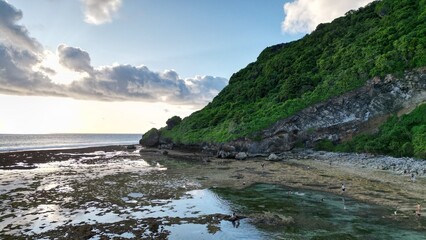 forest on a cliff on a rocky shore near the ocean