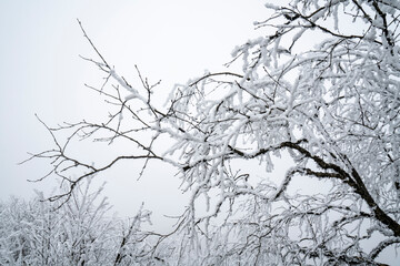 In winter, the branches of the forest are covered with thick snow