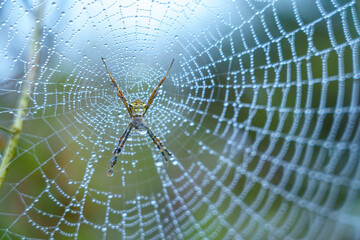 A spider sits in the middle of a dewy web, highlighted by the gentle glow of a foggy winter morning.


