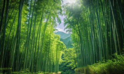 Obraz premium 绿意竹林林荫小道舒适惬意树荫小路