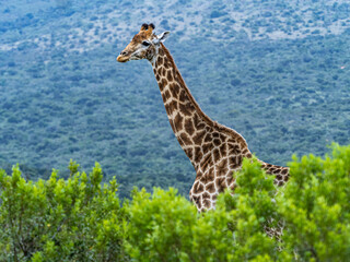 Lone Giraffe on Large South African Park