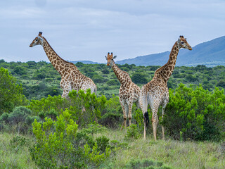 2  Adult Giraffes and a Single Young Giraffe