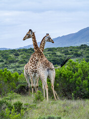 Giraffe in the Wild