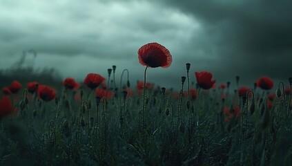 Solitary Poppy Under a Stormy Sky