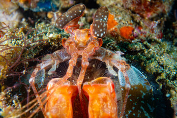 Giant mantis shrimp -Odontodactylus scyllarus - Anilao Philippinen