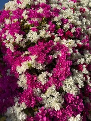 Fototapeta premium Bougainvillea Flowers in Bloom