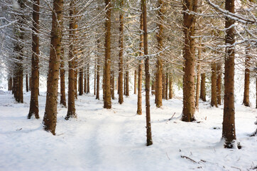 Winter forest in the snow