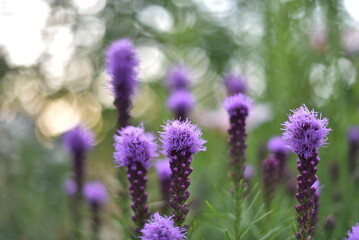 Flowers in the garden