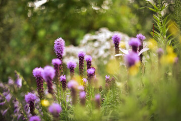 flowers in the garden