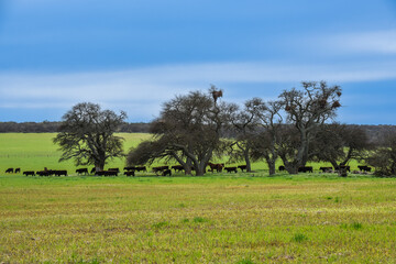 Cows in the Argentine countryside, La Pampa, Patagonia, Argentina.