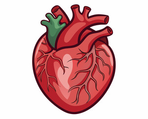 Realistic Anatomical Heart PNG: High-Quality Cutout for Medical and Educational Designs.