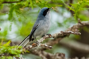 Masked Gnatchatcher (Polioptila dumicola).Iberà Marshes, La Pampa, Argentina