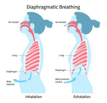 Diaphragmatic deep breathe exercise techniques for stress relief or relax and lung anatomy medical