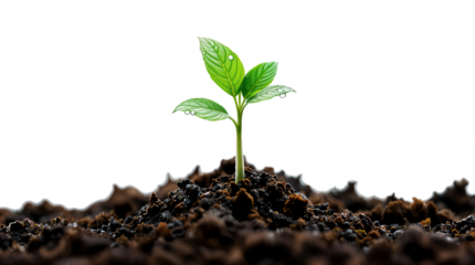 Vibrant green leaved plant emerging from rich, dark soil, set against a transparent background