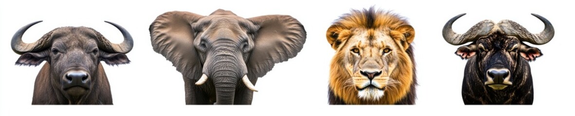 Collection of the Big five, African animal set with images of a lion, elephant, African buffalo, rhinoceros, and leopard, isolated on a white background as a transparent PNG