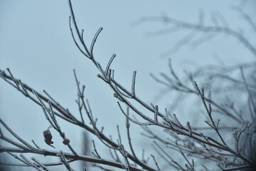 Ice on Tree Limbs