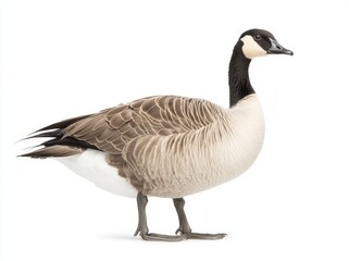 wild goose (Branta canadensis) standing out on a white backdrop