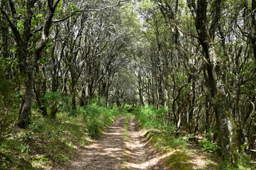une belle Piste dans le maquis - Corse