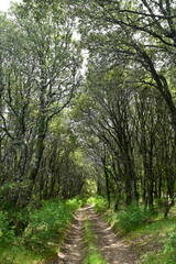 belle Piste verte dans le maquis - Corse
