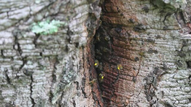Wild African honey bee hive on tree trunk in Brazilian rainforest