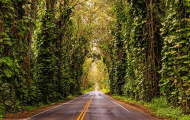 Obraz premium Magnificent alley of tropical trees