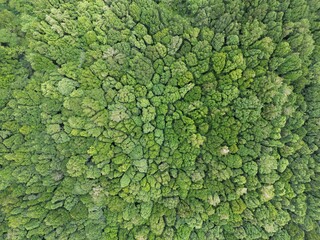 Aerial top view green forest and green trees , Drone photo.