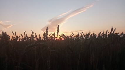 A stunning sunset over a wheat field, with the sky in shades of orange and pink. The sun sets in...