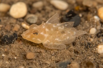The mimic octopus crawls along the sandy substrate of the Indian Ocean