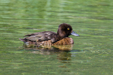 Reiherenten Weibchen auf einem Teich	