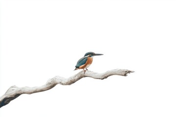 Obraz premium Isolated image of Common Kingfisher (Alcedo atthis) on white background