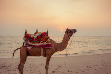 Lonely camel on the beach.