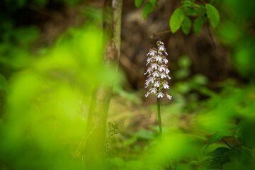 Orchis purpurea. This type of orchid grows mainly in Central Europe. In the Czech Republic it grows in Central, Eastern and Northern Bohemia. Moravia-more locations. Beautiful nature photos. Free natu