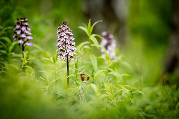 Orchis purpurea. This type of orchid grows mainly in Central Europe. In the Czech Republic it grows in Central, Eastern and Northern Bohemia. Moravia-more locations. Beautiful nature photos. Free natu