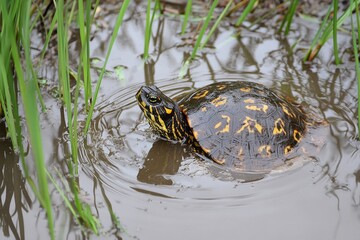 During a tour by boat in Zakynthos, Greece, a Caretta caretta turtle can be observed