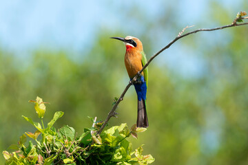 Guêpier carmin,.Merops nubicoides, Southern Carmine Bee eater