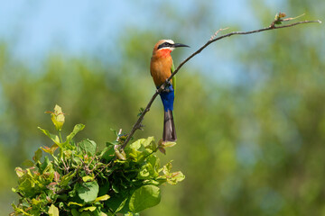 Guêpier carmin,.Merops nubicoides, Southern Carmine Bee eater