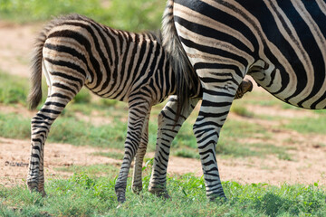 Zèbre de Burchell,.Equus quagga burchelli, Parc national Kruger, Afrique du Sud
