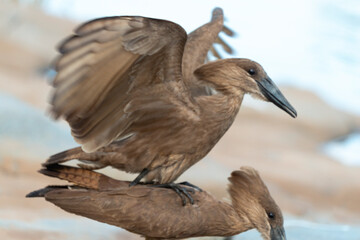 Ombrette africaine, accouplement,. Scopus umbretta, Hamerkop