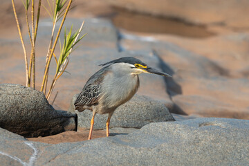 Ombrette africaine, accouplement,. Scopus umbretta, Hamerkop