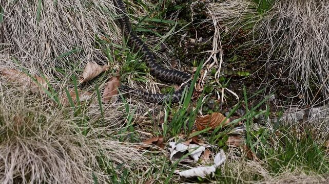 Filmmaterial einer Kreuzotter Schlange auf Boden im Gras mit Laub und Bl&auml;tter im Wald bei Sonnenschein im Sommer, Deutschland