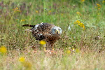 Milan royal,.Milvus milvus , Red Kite