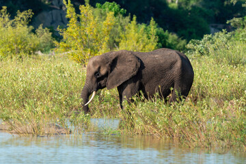 Fototapeta premium Éléphant d'Afrique, Loxodonta africana, Parc national Kruger, Afrique du Sud