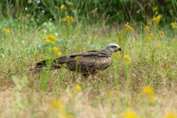 Milan royal,.Milvus milvus , Red Kite