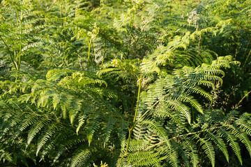 Fougère femelle, Athyrium filix femina