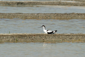 Avocette élégante, nid, Recurvirostra avosetta, Pied Avocet, marais salants , île de Noirmoutier, 85, Vendée, France