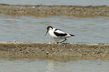 Avocette élégante, nid, Recurvirostra avosetta, Pied Avocet, marais salants , île de Noirmoutier, 85, Vendée, France