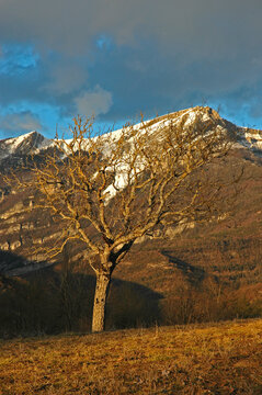 Chamaloc, Parc naturel r&eacute;gional du Vercors, 26, Dr&ocirc;me, Region Rhone Alpes, France