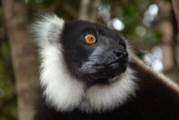 Vari noir et blanc, Varecia variegata, Lémur, Lémurien, Madagascar